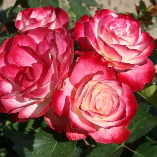 Trandafiri Floribunda - Trandafiri - Jubile Du Prince De Monaco® - 